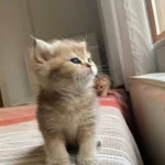 Safkan Golden British Shorthair Yeni Yuvalarini Ariyor