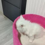 2 Aylık Güzel İran Kedisi Kız