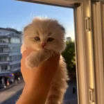 Kuru Mamaya Ve Kum Kabına Alışkın Sevimli Kedidir