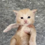 Saf Kan, Lo Şecereli Dev Boy Kediler 6 Yillik Tecrübe