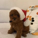 Kore Kan Toy Poodle Yavrumuz