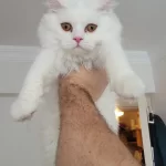 Beyaz British Longhair 5 Aylık