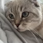 Scottish Fold Oğlum Paşayı Sahiplendiriyorum