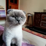 Çok Uysal Bakimli Temiz Eğitimli Güzel Gözlü Scottish Fold