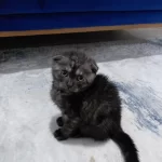 Sahibinden Sahiplendirilecek Scottish Fold
