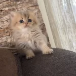 50 Günlük British Longhair
