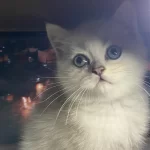 Safkan British Shorthair Erkek Yavrumuz