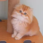 British Longhair Safkan Dişi