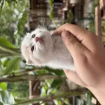 Tatlı Yavru Kedimiz Yeni Yuvasını Bekliyor