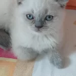Bayram Şekeri Scottish Fold Prensesler