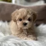 Türkiyenin En Özel Micro Teacup Maltipoo Yavruları