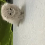 Daha Tatlısı Yok Scottish Fold