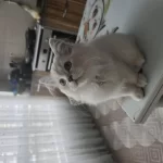 6 Aylık Kedimi Sahiplendireceğim