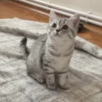 Uygun 4 Aylık British Shorthair Silver Yavrular