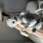 40 Günlük Safkan Scottish Fold Uysal Ve Sevecen Yavrumuz