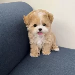 Vecihiden İrk Ve Sağlık Garantili Mini Kore Maltipoo