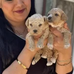 Ufacık Maltipoo Yavrularım