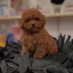 Orjinal Toy Poodle Yavrulari