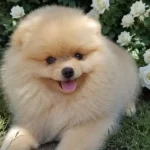 Pomeranian Boo Dişi Üst Kaliteli
