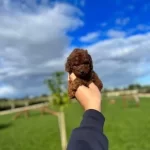 Üst Düzey Toy Poodle Yavrulari