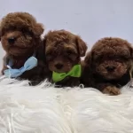 Maltipoo Yavrularımız