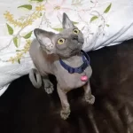Tüy Alerjisi Olupta Kedi Severlere Müjde Sfenks