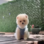 Sağlik Ve İrk Garantili Pomeranian Köpeği