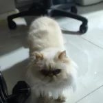 Çok Acil 9 Aylık İran Kedisi Ömürlük Yuva Arıyoruz