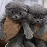 British & Scottish Fold Gri Yavrularim