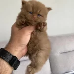 Cinnamon Bebek Özel İrk Kedimiz