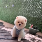 Yavru Pomeranian Boo Köpeklerimiz