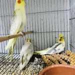 Sultan Papağanlar 3 Adet