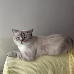 Çok Tatlı Ve Uysal British Longhair