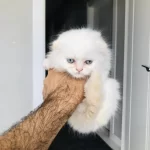 Golden Point British Longhair Bebiş