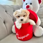 Maltipoo Sifir Numara Ev Doğumlu Yavrularim