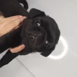 Siyah Pug Yavrularımız