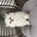 Peluş Tüylü British Longhair Dişi
