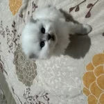 Scottish Longhair Bebeklerimiz