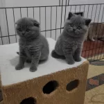 Koca Kafa Baby Face Scottish Fold Yavruları