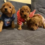 Wc Eğitimli Toy Poodle Yavrulari