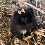 Mikro Teacup Boy Teddy Bear Sevgi Dolusu Pomeranian