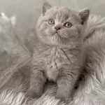 British Shorthair (lilac) Renk