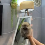 Pomeranian Erkek Ve Dişi Yavrularımız Mevcuttur