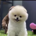 Pomeranian Boo Köpeği