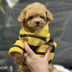 Mini Maltipoo Bebeklerimiz