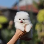 % 100 Teddy Bear Pomeranian Yavrulari
