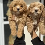 Ankarada Ziyarete Açık Maltipoo Yavrularımız