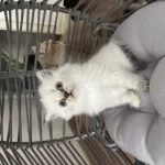 Şans Patisi Olan Yakışıklı British Longhair