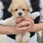 İrk Garantili Maltipoo Yavruları