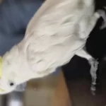Evcil Sülfür Kakadu Konuşur
